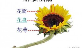 向日葵小班最新爆料,最新爆料背后的故事